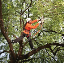 Tree Trimming Fort Myers