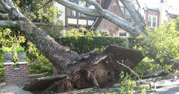 Tree Damage Fort Myers FL