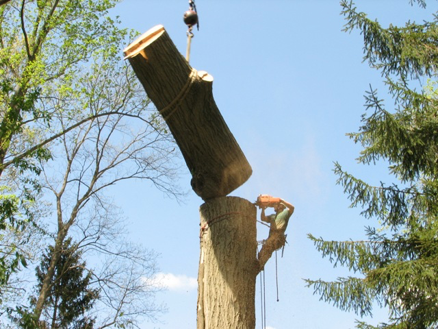 Tree trunk removal Fort Myers