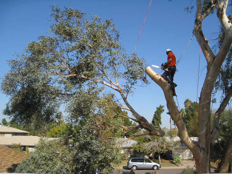 Tree Removal in Fort Myers
