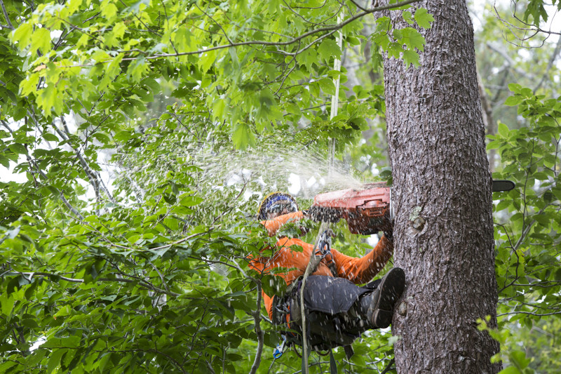Tree Removal Service Fort Myers, Florida