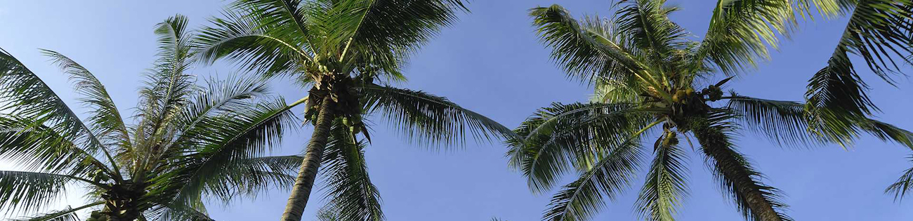 Form Myers Tree Service - Palm Trees Photo