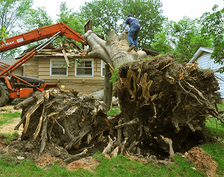 Fort Myers Stump Removal Cost