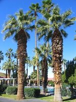 Queen Palm trees clustered around a backyard swimming pool