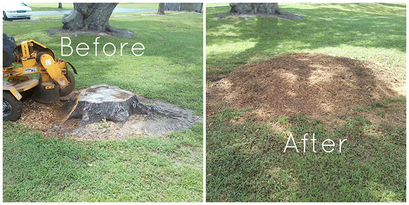 Before & After Stump Grinding Photo