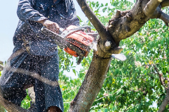 Fort Myers Tree Trimming Service